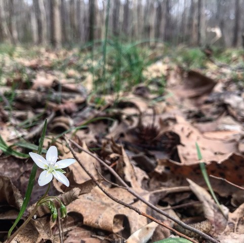 A white wildflower pops up between grass and leaves in early spring