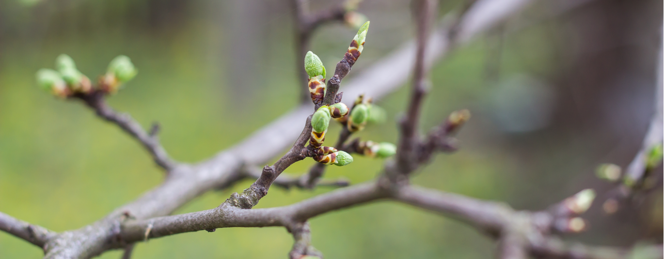 Small green buds begin to bloom on a tree branch